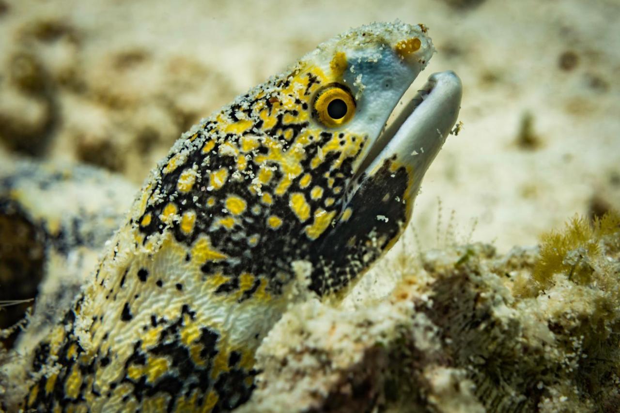 Forra Dive Resort Sunrise Koh Lipe Buitenkant foto