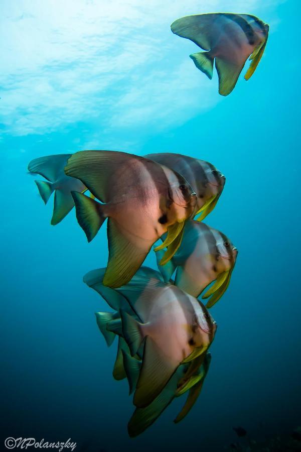 Forra Dive Resort Sunrise Koh Lipe Buitenkant foto